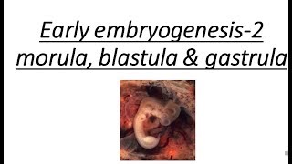 IMPORTANT EVENTS IN EMBRYOGENESIS  MORULA BLASTULA amp GASTRULA STAGES [upl. by Marpet644]