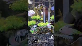 Freshwater cichlid aquarium aquariumfish freshwatertank tropicalfishtank tropicalfish pez pets [upl. by Farica]