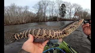 Winter Snakehead fishing Blackwater on Marylands eastern shore [upl. by Ahtela]