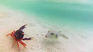 Puffer fish VS Crab [upl. by Enineg466]