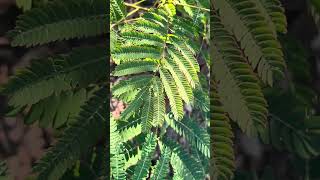 Mimosa Tree Startup dmvlife outdoorlife beautifulday arbor naturephotography [upl. by Ful]