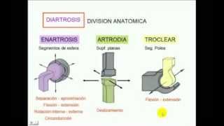 CLASIFICACION DE ARTICULACIONES [upl. by Obala119]