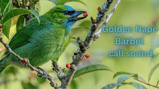 Golden Nape Barbet call sound [upl. by Coffee]