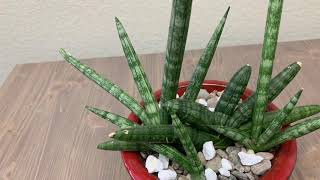 Sansevieria Starfish and other Varieties [upl. by Atila317]