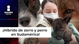 ¿Zorro o Perro El híbrido encontrado en Sudamérica [upl. by Yrovi]