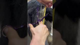 груминг Бордер Колли dog grooming [upl. by Baoj]