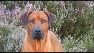 Rhodesian Ridgeback Biography part V [upl. by Ycat]