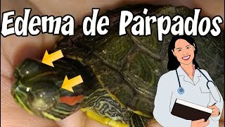 Curar los ojos hinchados en tortugas [upl. by Evangeline798]