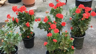 Florist kalanchoe  kalanchoe blossfeldiana orange kalanchoeplant [upl. by Eetsirk]