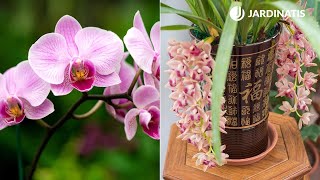 Diferencias entre orquídeas de tierra y aéreas  Bricomanía  Jardinatis [upl. by Aleris]