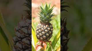 🍍 Pineapple Family Bromeliaceae [upl. by Loy]