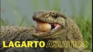 Lagarto Asiático comiendo huevos de tortuga 🐢 [upl. by Goer]