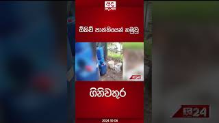 ඕකිඩ් පාත්තියෙන් හමුවූ ගිිනිවතුර [upl. by Artek]