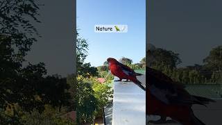 Its Parrot and Corella Cockatoo Heaven Do You Agree yn [upl. by Carew]