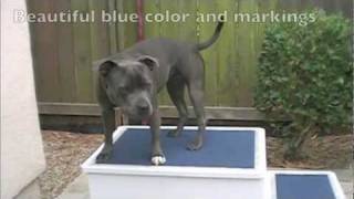 Ultimate Blue Staffordshire Bull Terrier Bitch [upl. by Manvel]