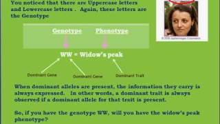 Genotypes and Phenotypesavi [upl. by Llehcram]