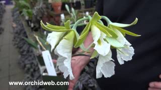 OrchidWeb  Encyclia mariae [upl. by Horatio]