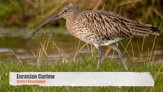 Eurasian Curlew Numenius arquata  Großer Brachvogel 5 [upl. by Bigner]