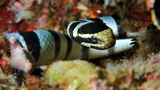 Sea Snakes Can Breathe Through Their Skin [upl. by Inigo]