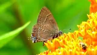 Banded Hairstreak Nectaring Butterflyweed 2  July 9 2014 [upl. by Ennaylloh78]