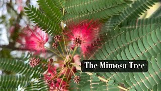 The Mimosa Tree [upl. by Enitram]