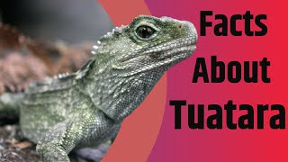 Facts About Tuatara  The Living Fossil  2020 [upl. by Eesdnyl]