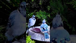 Blue Jays Share an Afternoon Drink backyardwildlife birds shorts [upl. by Faythe]