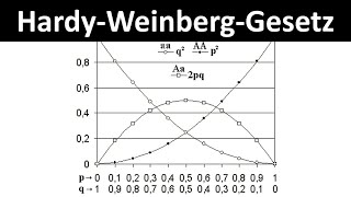 HardyWeinbergGesetz  Gleichgewicht Berechnung von Allelfrequenzen und Genotypfrequenzen [upl. by Sillsby319]