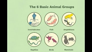 What are the SIX Basic Animals Groups Lets Learn About Animals groups [upl. by Leorsiy]