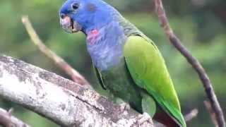 Blue headed parrot pionus menstruus [upl. by Phylis62]