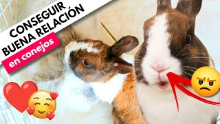 ¿Cómo CONSIGO que mis CONEJOS se lleven bien 🐰🧐 Del ODIO 👊🏻😡 al AMOR 🥰❤️ SOCIALIZACIÓN EN CONEJOS [upl. by Remot]