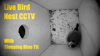 Bird Nest Box Live CCTV 9 October 2024 [upl. by Karl]