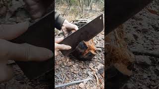 fantastic sprouted coconut crunchiest crunchy peeled chopped by the wood shortvideo [upl. by Cirri]