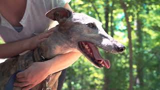 The Hard Truth About Greyhound Dog Breed  Revealing the Facts [upl. by Guttery]