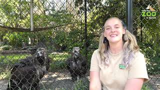 Cinereous Vulture Keeper Chat [upl. by Harlow]