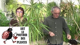 Conseils jardinage Dracaena marginata Entretien et arrosage plante verte dintérieur [upl. by Adroj]