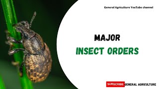 Major Insect Orders  Entomology  basic  General Agriculture [upl. by Merritt580]