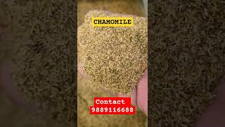 contact for chamomile seed chamomiletea chamomile seeds indianfarmerslife [upl. by Delores597]