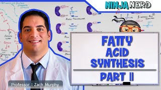 Metabolism  Fatty Acid Synthesis Part 2 Updated [upl. by Amaras]