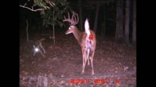 Whitetail Buck attacked and killed by Coyotes [upl. by Marley]