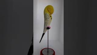 Sculpture 3D Budgie Opaline cin lacewing Exhibition Budgies  Periquito Inglés [upl. by Naujad]