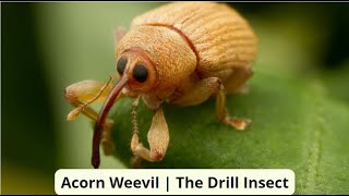 Acorn Weevil  The Drill Insect [upl. by Atiuqehc]