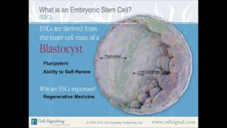 What is a Stem Cell from Cell Signaling Technology Inc [upl. by Carla]