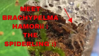 Meet my new Spiderling Tarantula  Lets do this again Brachypelma Hamorii [upl. by Heydon]