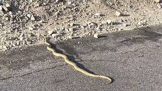 Beautiful Mojave Gopher Snake on side of road Pituophis Catenifer Deserticola [upl. by Eniamahs738]