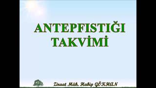 ANTEPFISTIĞI TAKVİMİ [upl. by Calvin]