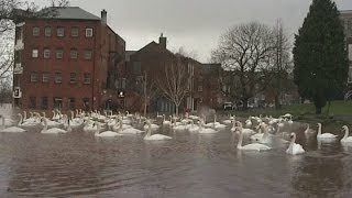 UK floods Swans take over Worcester [upl. by Fletcher]