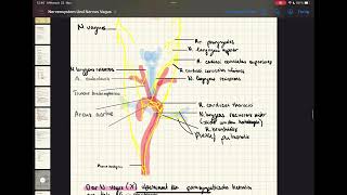 Zentrales amp peripheres Nervensystem  vegetatives Nervensystem N Vagus N phrenicus anatomy [upl. by Ffej35]