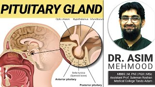 Endocrinology  Biology of Pituitary Gland  Hindi  Urdu [upl. by Eilsek]