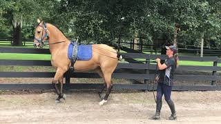 Piaffe Training in the Long Reins Azteca Mare Preciosa [upl. by Ardnossak240]